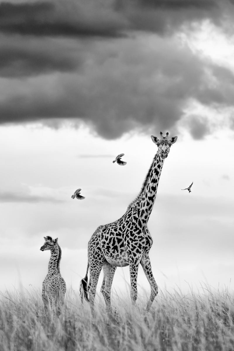 Black and White Portrait of Giraffe and Calf at the Maasai Mara