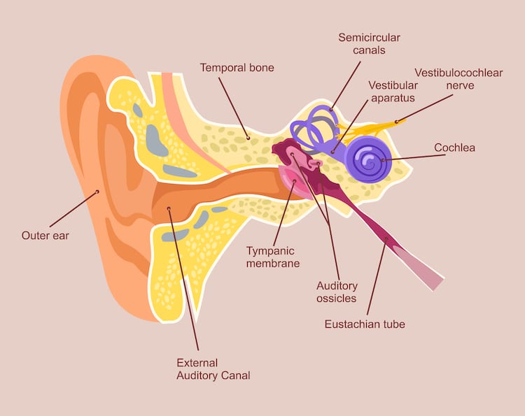 graphic of the vestibular system